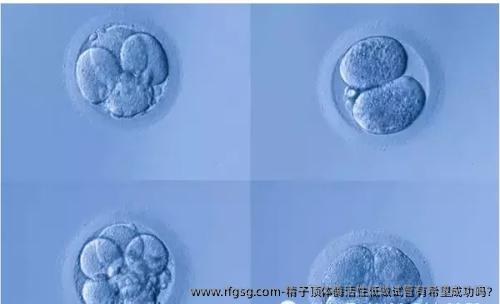 精子顶体酶活性低做试管有希望成功吗?