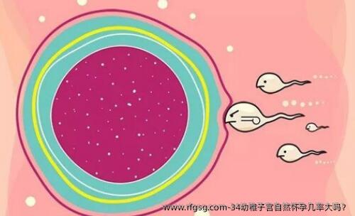 34幼稚子宫自然怀孕几率大吗？