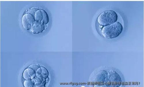 胚胎移植后小腹坠胀伴出血正常吗？