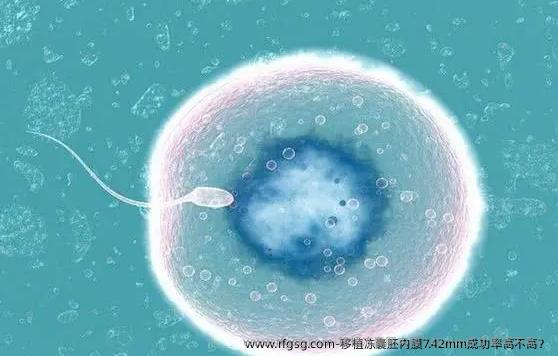 移植冻囊胚内膜7.42mm成功率高不高？