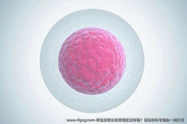 ‌卵泡发育完好却需延迟移植？背后的科学理由一网打尽