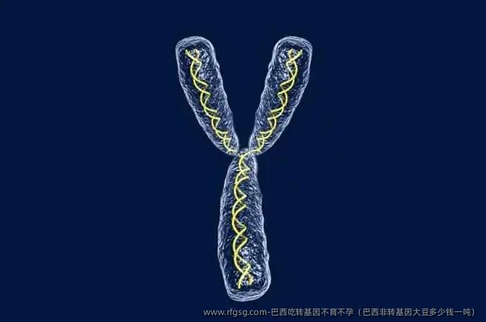 巴西吃转基因不育不孕（巴西非转基因大豆多少钱一吨）