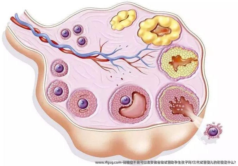 弱精症不育可以去安徽省做试管助孕生孩子吗?三代试管婴儿的前提是什么?