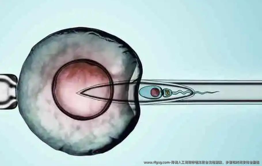 降调人工周期移植冻胚全流程跟踪，步骤和时间安排全囊括