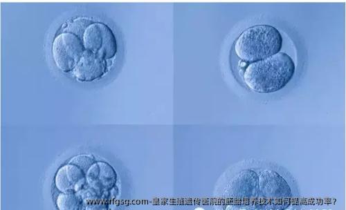 皇家生殖遗传医院的胚胎培养技术如何提高成功率？