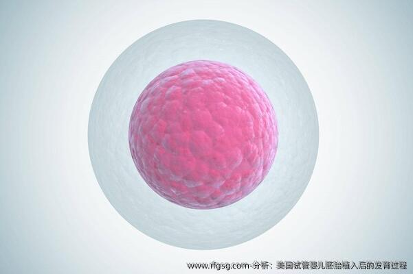 分析：美国试管婴儿胚胎植入后的发育过程