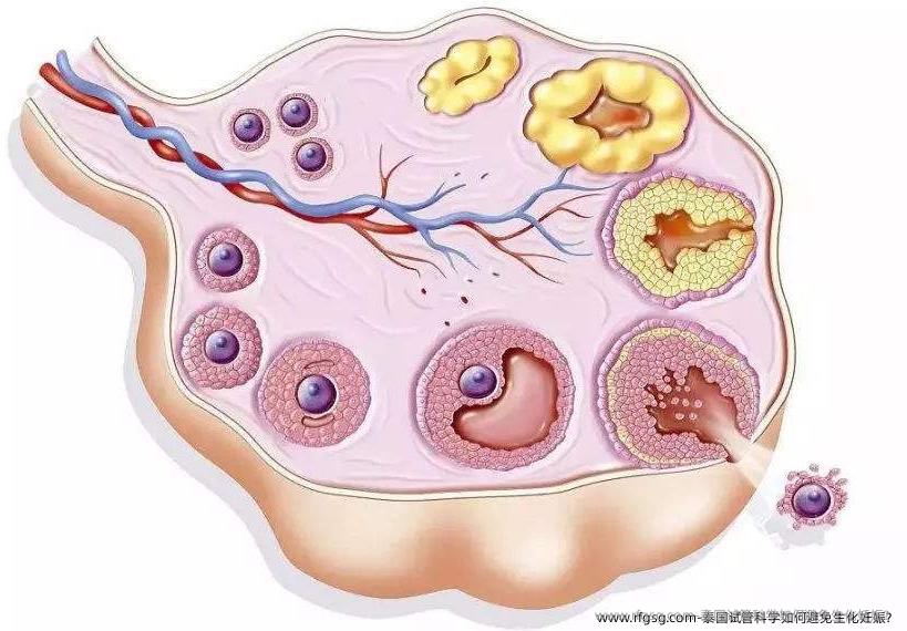 泰国试管科学如何避免生化妊娠？