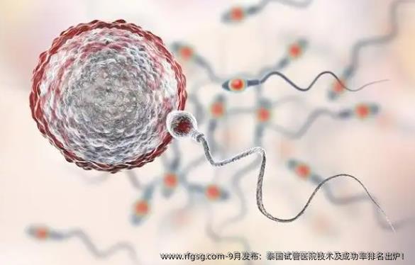 9月发布：泰国试管医院技术及成功率排名出炉！