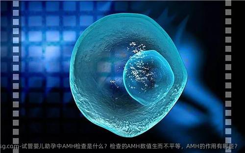 试管婴儿助孕中AMH检查是什么？检查的AMH数值生而不平等，AMH的作用有哪些？