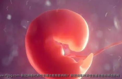 新冠病毒对男性生殖功能有影响吗？新冠病毒对男性生殖功能有哪些影响