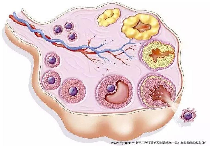 北京三代试管私立医院费用一览：超值套餐助您好孕！